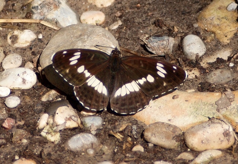 Limenitis camilla